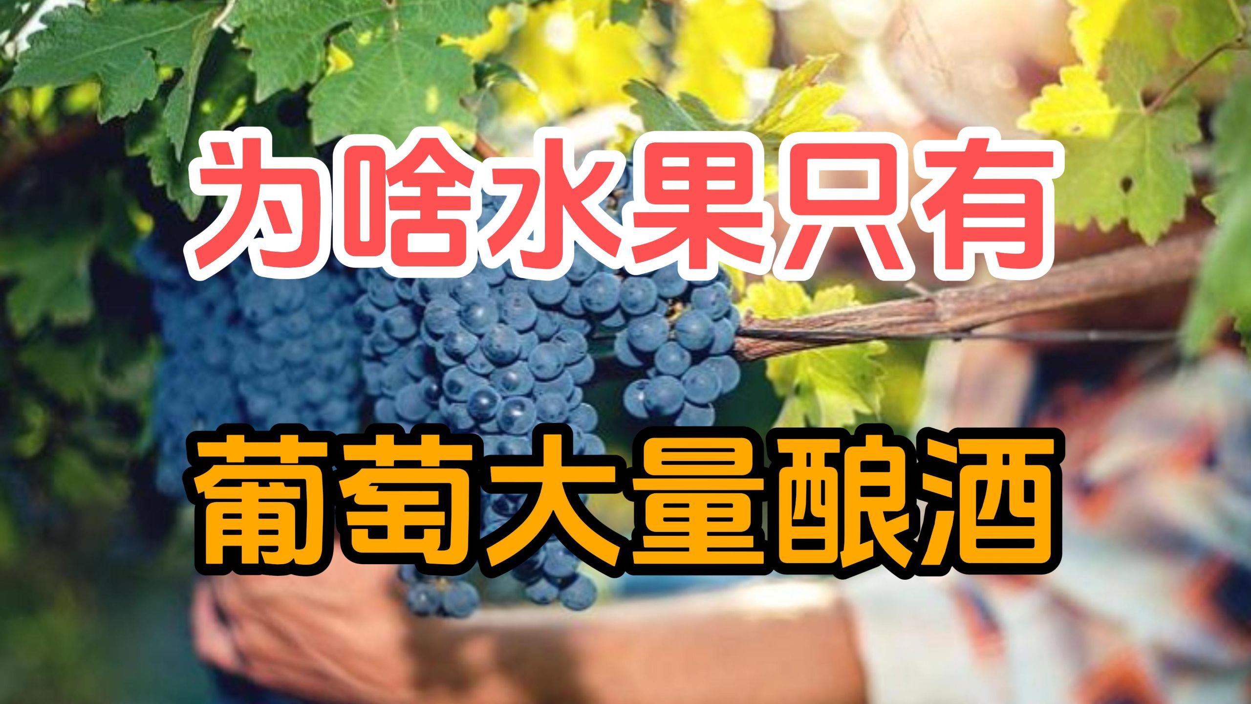 为什么水果里只有葡萄被大量用来酿酒，而其他的水果却没有？