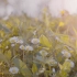 空镜头视频 野花野草春天阳光 素材分享