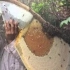 野生蜂蜜的收获