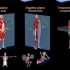 【运动解剖学】人体的三个运动平面：额状面、矢状面、水平面。