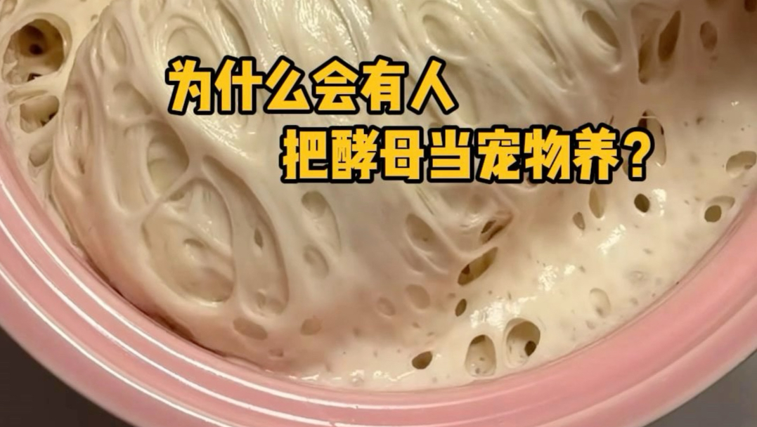 为什么会有人把酵母当成宠物养？