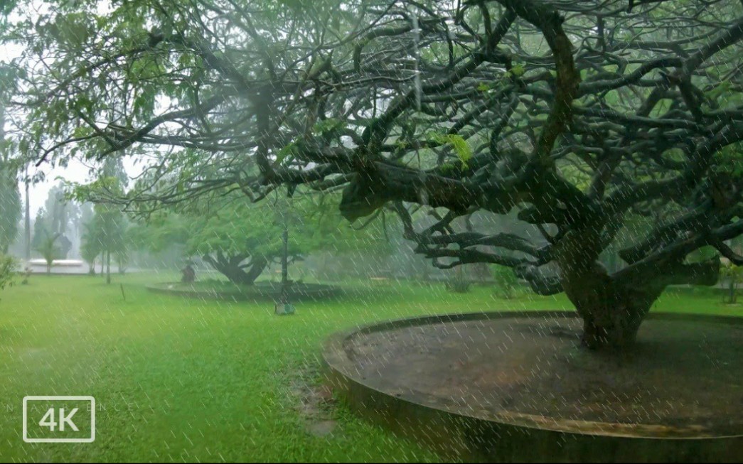 4K 行走在喀拉拉邦四月的大雨天|高知|放松雨雷声声