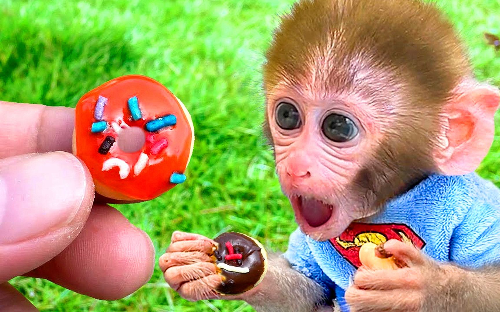 猴子与蛋糕的漫画人物 库存例证. 插画 包括有 森林, 精美, 例证, 食物, 乳脂状, 大猩猩, 字符 - 71854009