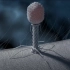 【科普3D动画】T4噬菌体的复制过程