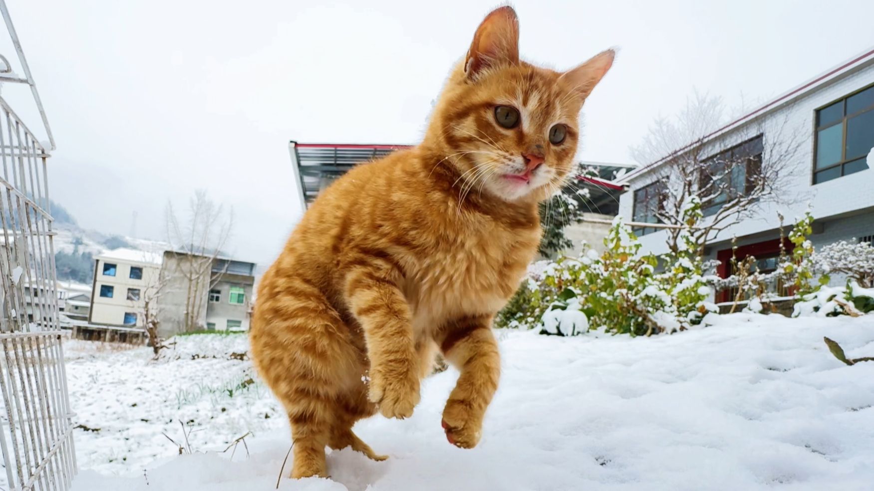 雪地里的猫咪，太可爱了。。。