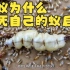 白蚁为什么要舔死自己的蚁后，而且还自相残杀？