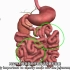 | 解剖 | 消化系统-小肠与大肠 | Digestive System Part 3 - Intestines |