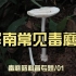 毒蘑菇科普专题 01| 华南常见毒蘑菇
