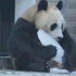 大熊猫啃老冰棍，一口下去，整个熊愣住了！