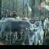 【纪录片】神鹿呀，我们的神鹿 / Fading Reindeer Bell【1996】【中国大陆】