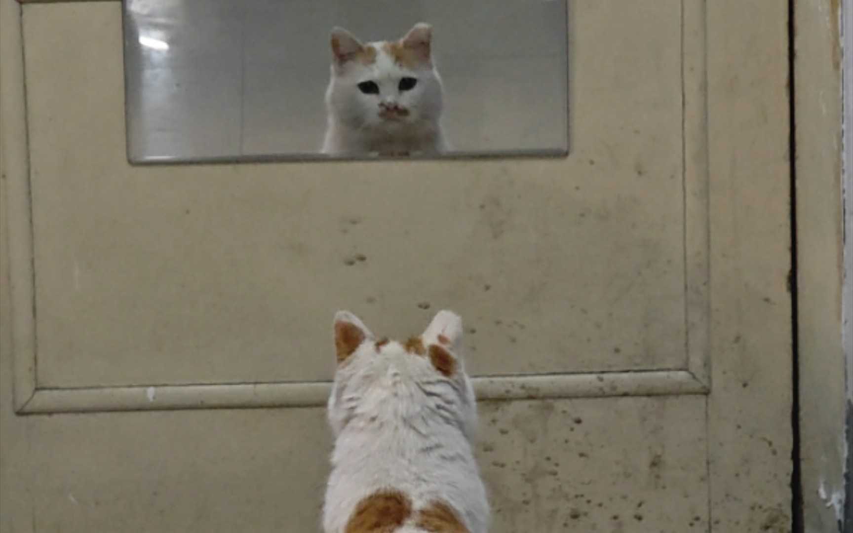 【河南师大】小猫也会照镜子耶