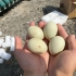 网上几十块钱的柯尔鸭鸭蛋能孵化出小鸭子吗