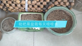 枇杷果怎么吃比较好吃 e2b2969ec882933d68ae589277a8beb5b0938afb.jpg@280w_158h_1c_100q.jpg