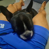 肌肉狗