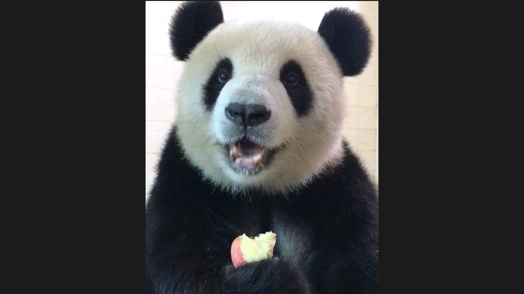 【大熊猫汉媛】美女熊的吃播