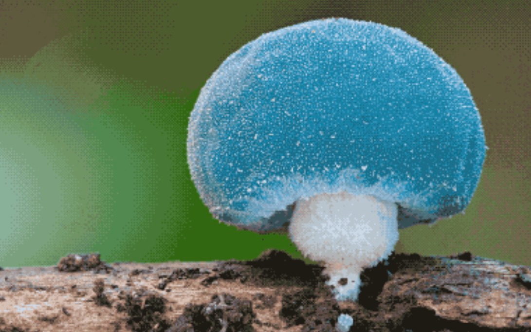 Stephen Axford：一开始我不太确定那是蘑菇，还以为是地上的一张蓝色糖纸。它真的好蓝好蓝啊！