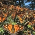 帝王蝶的迁徙真的只为找寻野草？跨越半个大陆的生命求索！