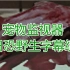 【720P 恐怖小短剧】人性恐怖-宠物监视器（日语中字）日恐野生字幕组
