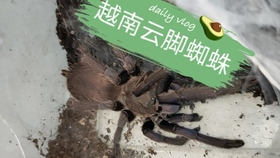 怎么养蚕小学生 e2e5613482df3c416741ffa76d64787441851019.jpg@280w_158h_1c_100q.jpg