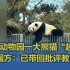 北京动物园一大熊猫“越狱”，园方：已带回批评教育