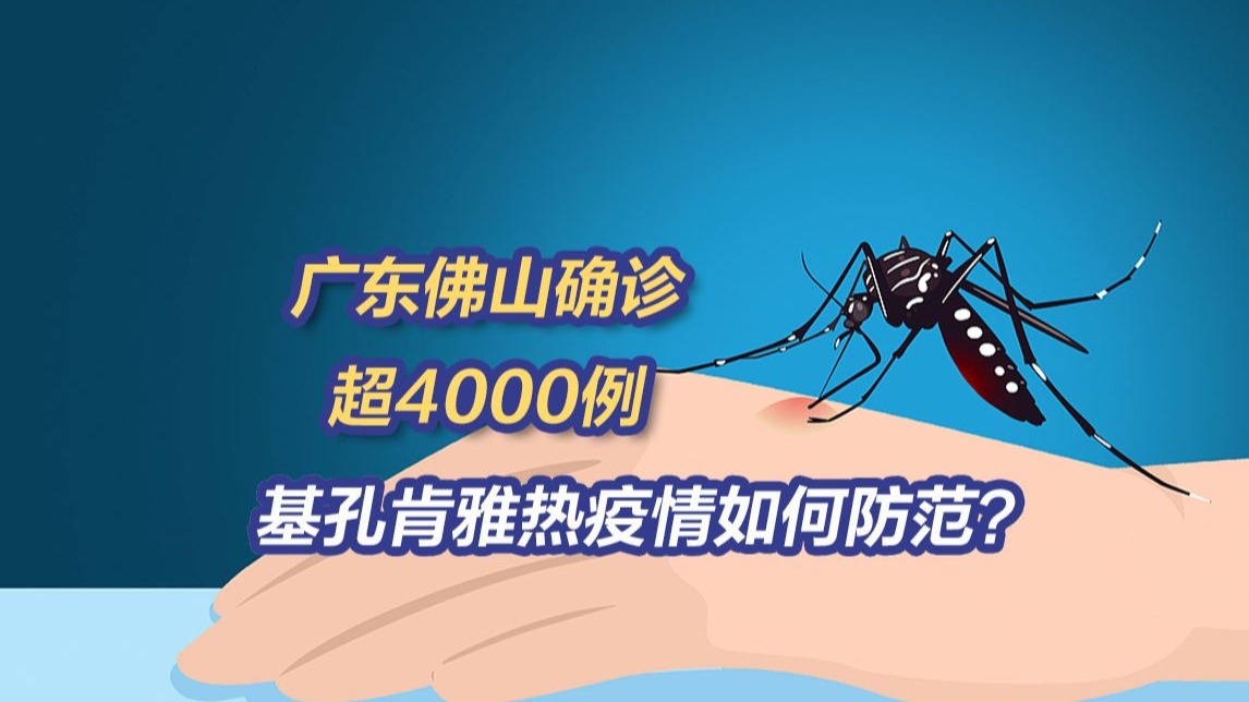 广东佛山确诊超4000例，主要由“花斑蚊”叮咬传播！基孔肯雅热疫情如何防范？