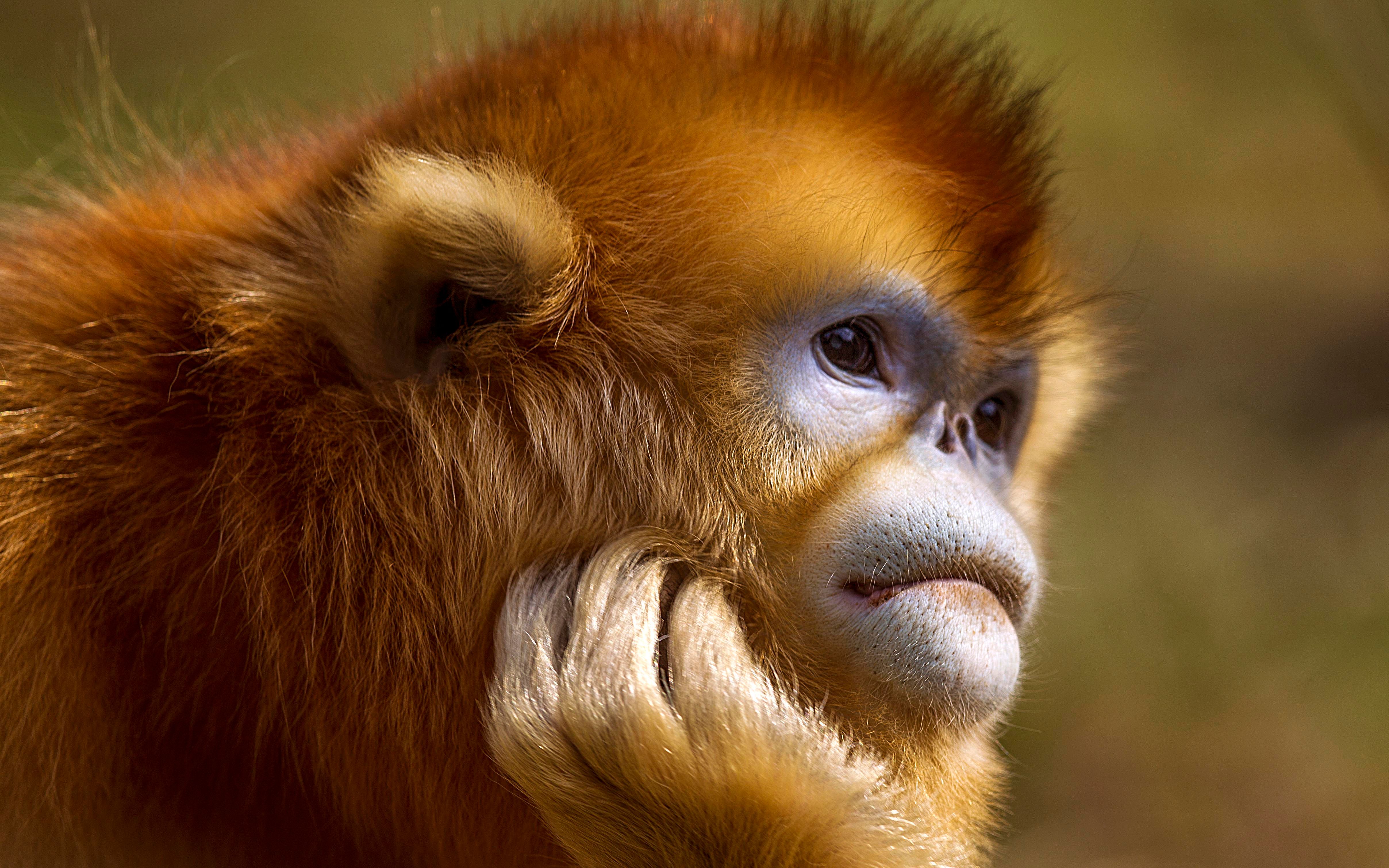 动物科普课堂 第一期 | 最华丽的灵长类——金丝猴