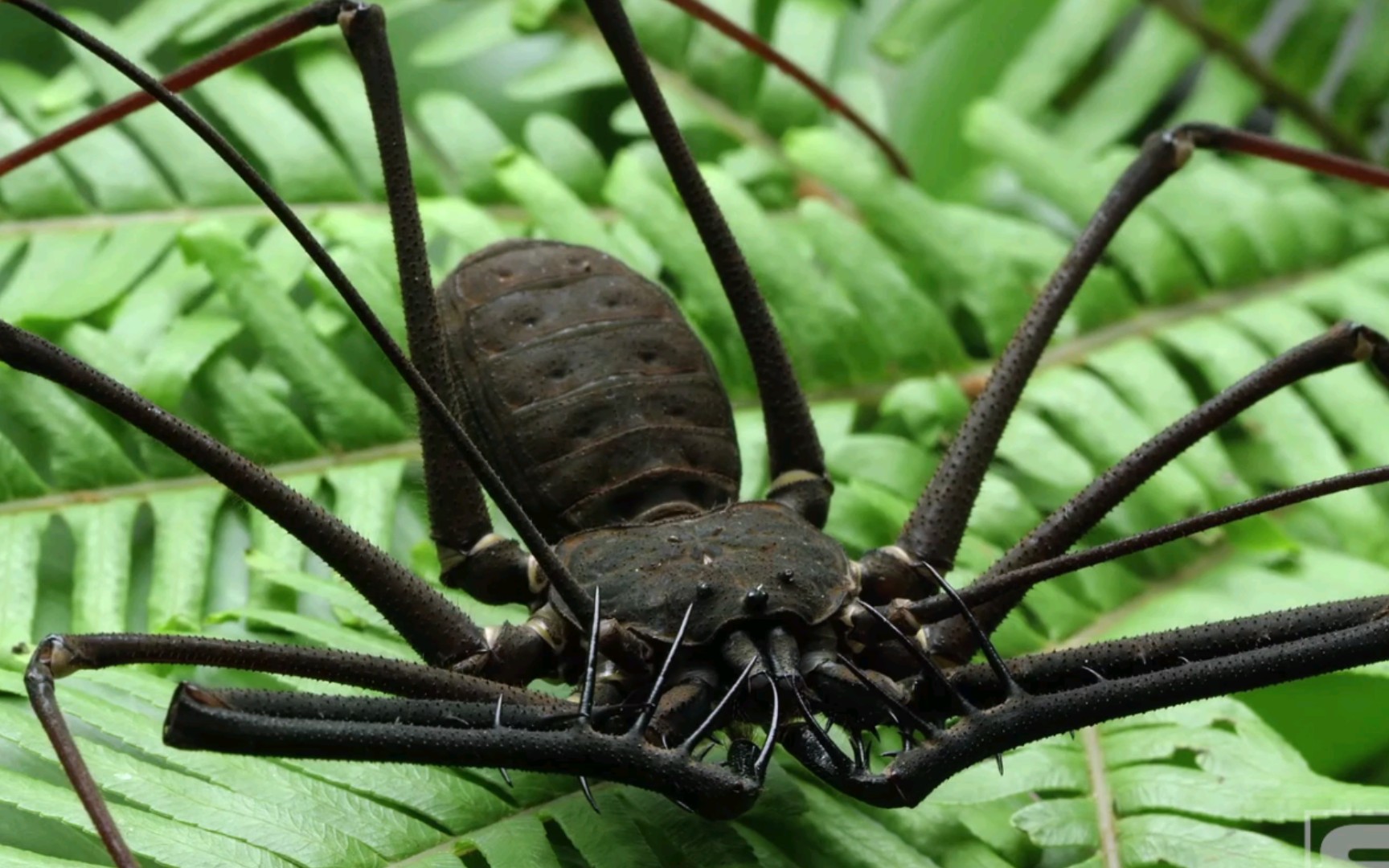 巨人异鞭蛛，怪异的简直不像地球的生物，近距离特写镜头