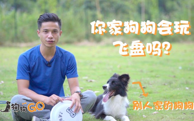 两招教会狗狗玩飞盘！让你家狗狗6到飞起！
