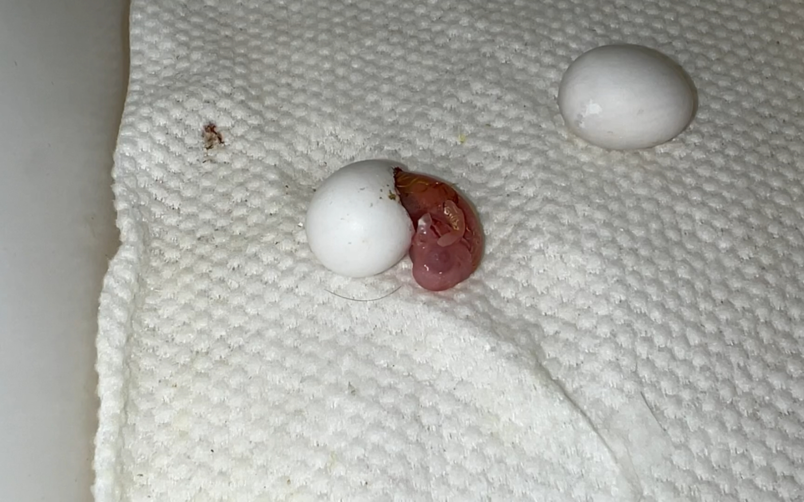 五分钟了解一只小玄凤的成长故事