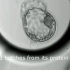 显微镜下的早期胚胎发育（第三天到第五天）