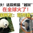 好家伙！这段北京熊猫“越狱”的视频，在全球火了！外国网友：萌死我了！