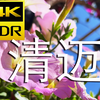 泰国清迈，一月盛开的花朵，4K HDR