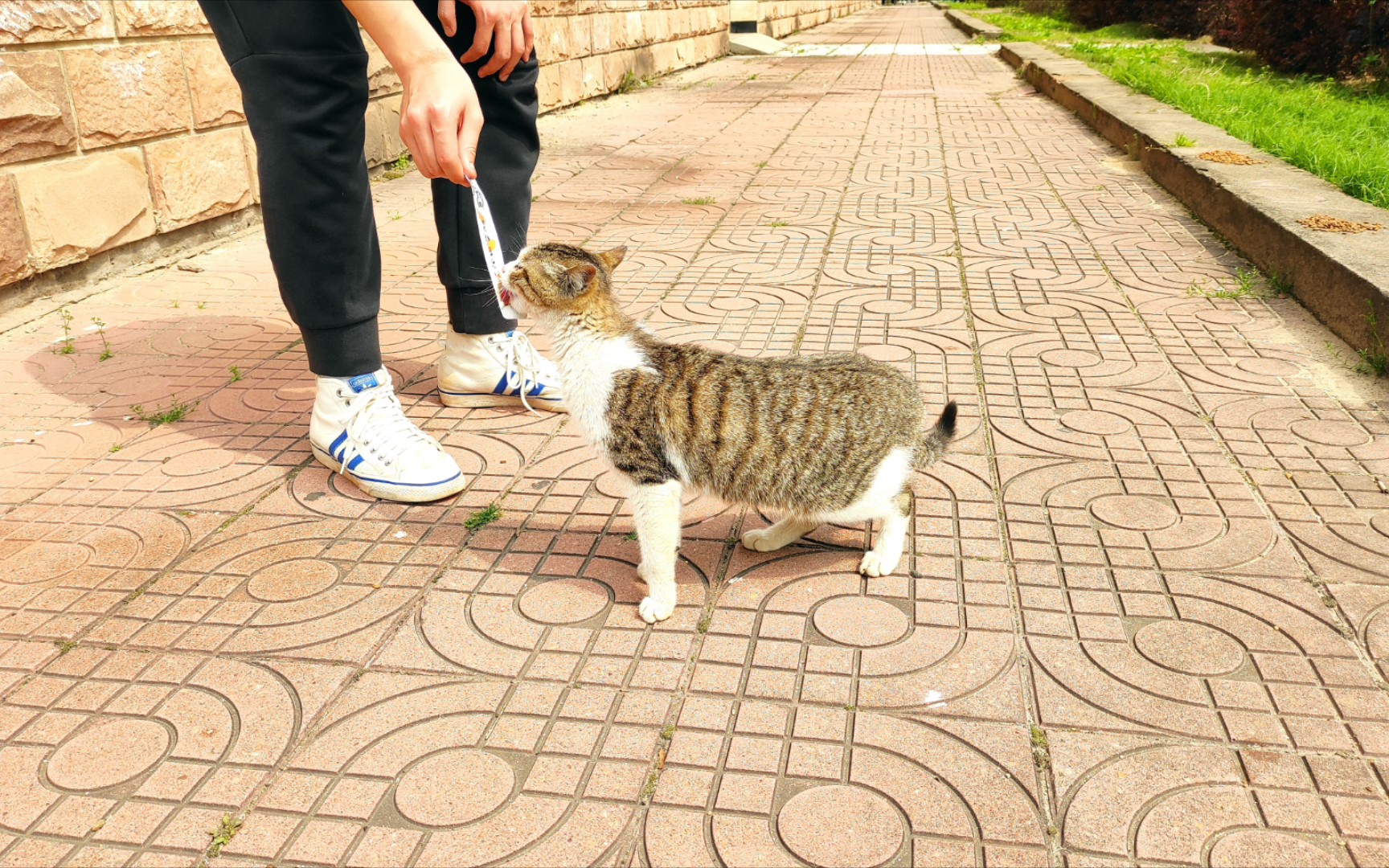 大学学校小猫咪哔哩哔哩bilibili