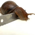 让非洲蜗牛爬过锋利的刀片，它会被割伤么