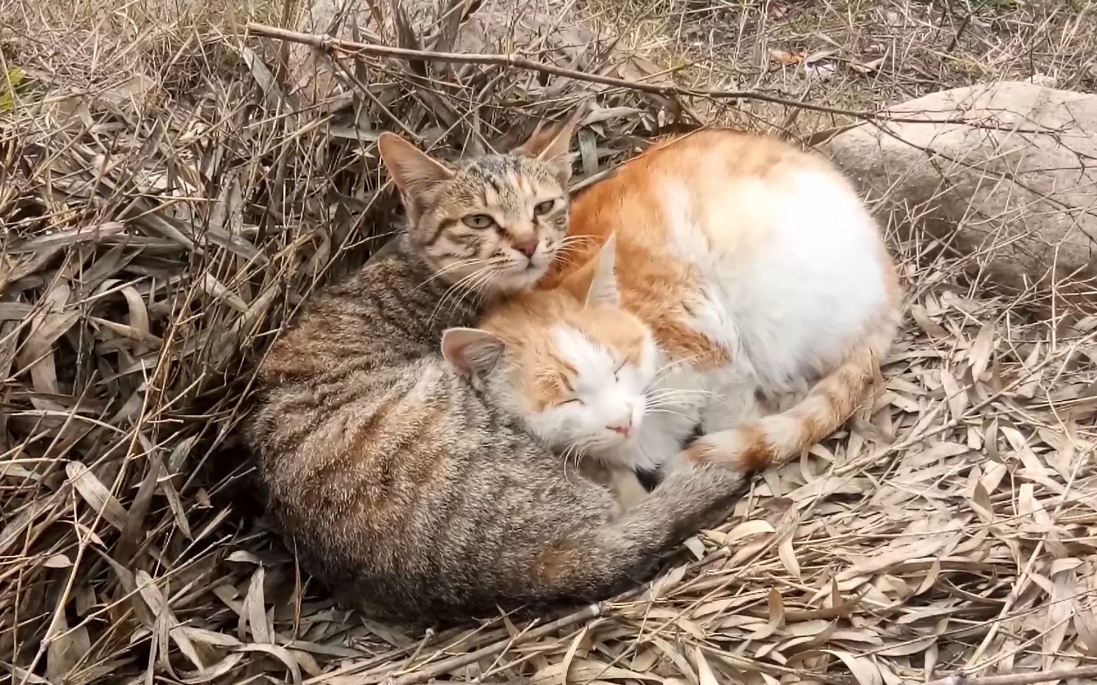 橘猫和狸花猫是一对好兄妹,天天都在一起玩,感情真好