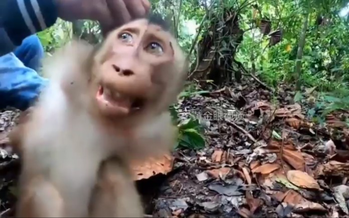 猴猴清澈的眼神中，满是对人类的信任与友爱——感谢印尼大善人