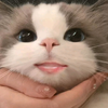 可爱小猫