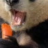 大熊猫吃萝卜