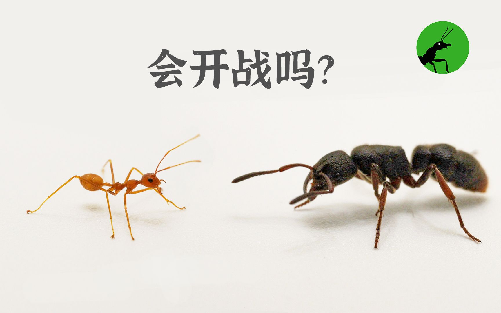 食人蚁可吞噬人类，一分钟啃成白骨（真实事件） - 知乎