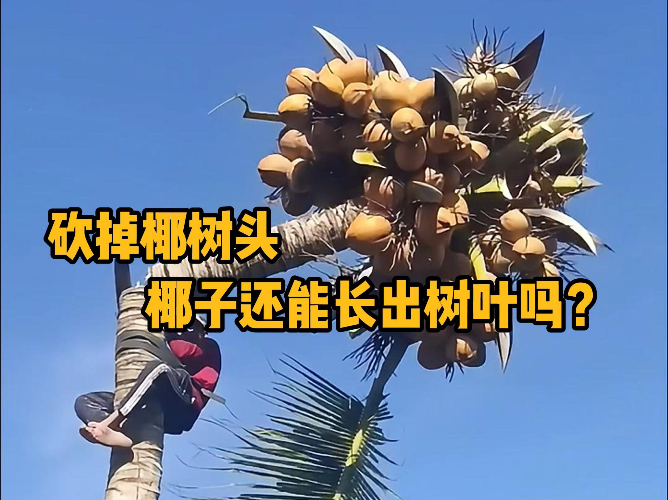 砍掉椰树头，椰树还能再长出树叶继续结椰子吗？