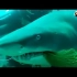 Scuba Diving Instructor Saves Shark Trapped In Fishing Net |