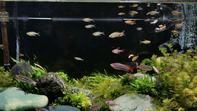 鳑鲏能除藻吗 e3faf316cacc6417e14c1237da47d54018876442.png@280w_158h_1c_100q.jpg