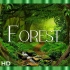 ⚜4K超清⚜『森林』自然风光和浪漫音乐，优美轻松的音乐 • 放松电影《我们的星球》