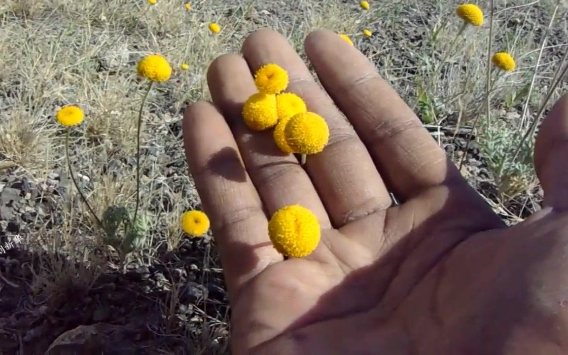 小甘菊cancriniadiscoidea新疆荒漠植物旱生植物
