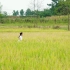 【4K素材】人物形象女孩在田埂奔跑