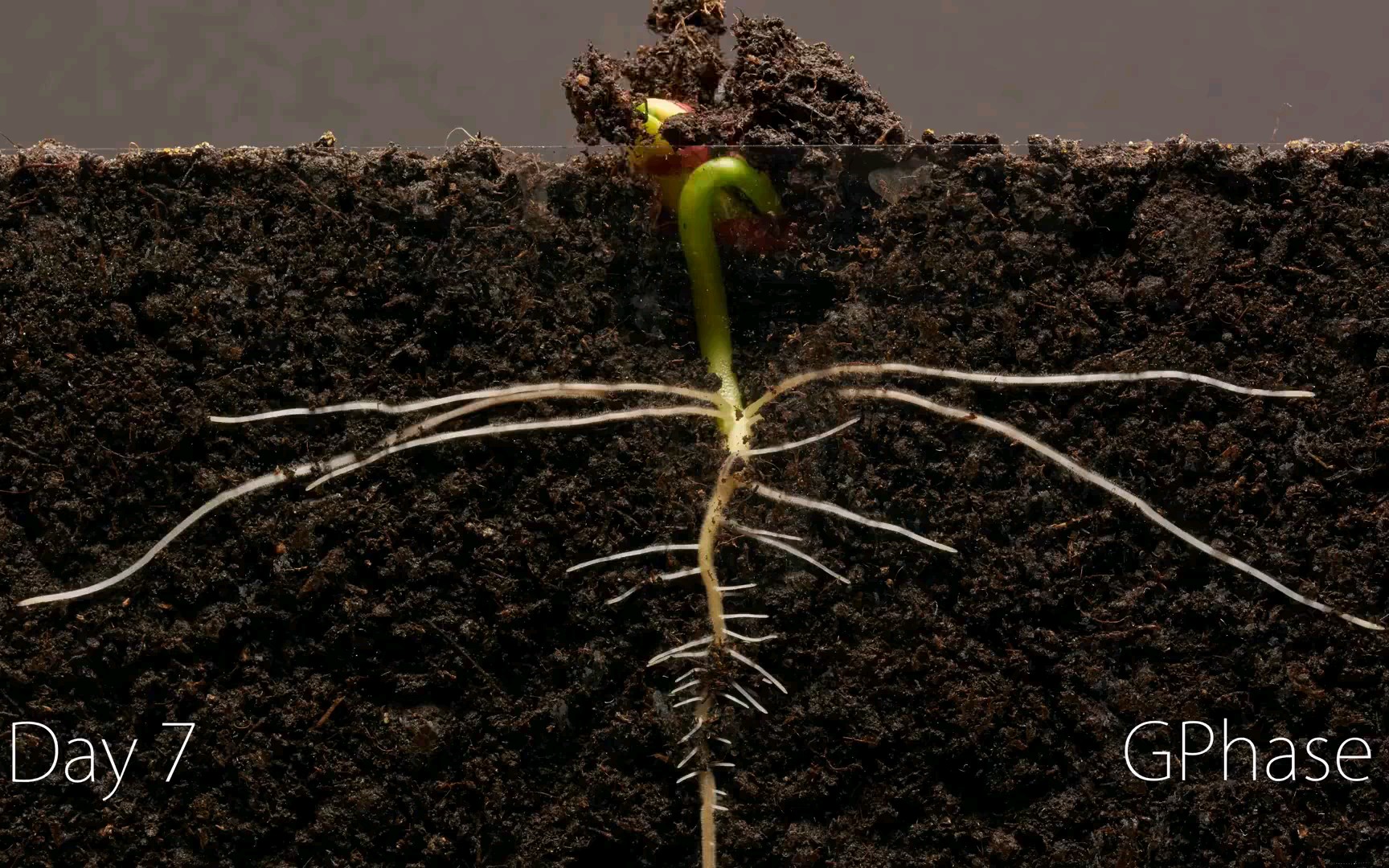 不同结荚习性大豆品种顶端花序发育过程的形态解剖学特征