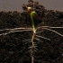 【影像记录】大豆的从发芽到生长25天过程（YouTube）