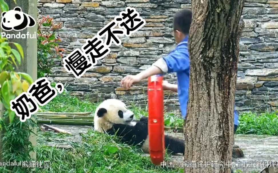 冰坨坨:奶爸，你别把红色游泳圈拿走啊！墩哥你帮我拦住奶爸！ 冰墩墩看了一眼奶爸:只要不是拿走我的笋就行