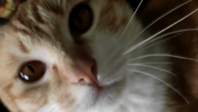 怎么教猫咪上厕所2-4个月 e436f1c46a2250e4a96633858159eccdd4292c73.jpg@280w_158h_1c_100q.jpg