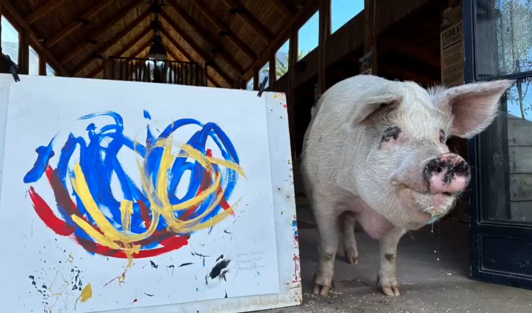 “最成功的非人类艺术家”猪加索去世，画作售价超100万美元